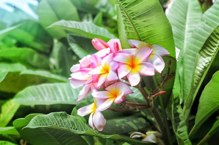 Beautiful flowers in Bermuda