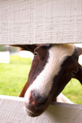 Close up of a brown and white goat in Madison, GA