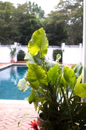 The pool and plants at The Kirby House in Madison, GA