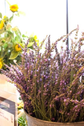 Flowers at the Farmview Market