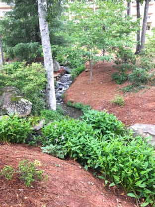 Wooded area on the grounds of the Ritz-Carlton hotel