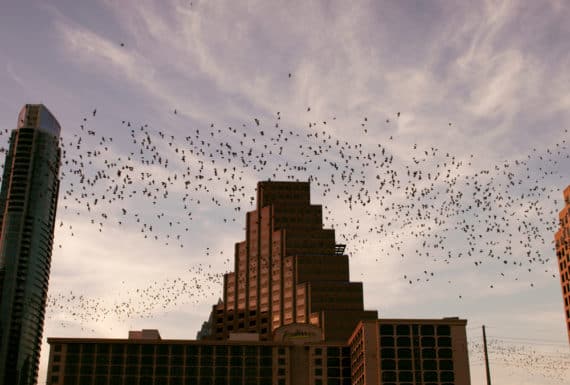 Bats flying over downtown Austin