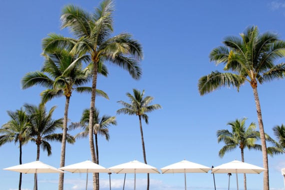 Several palm trees and white beach umbrellas lined up with a cloudless sky in the background