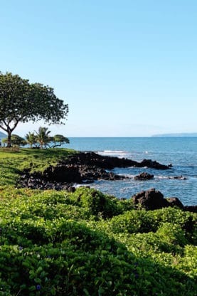 Grass and lava rock by the Pacific Ocean in Maui