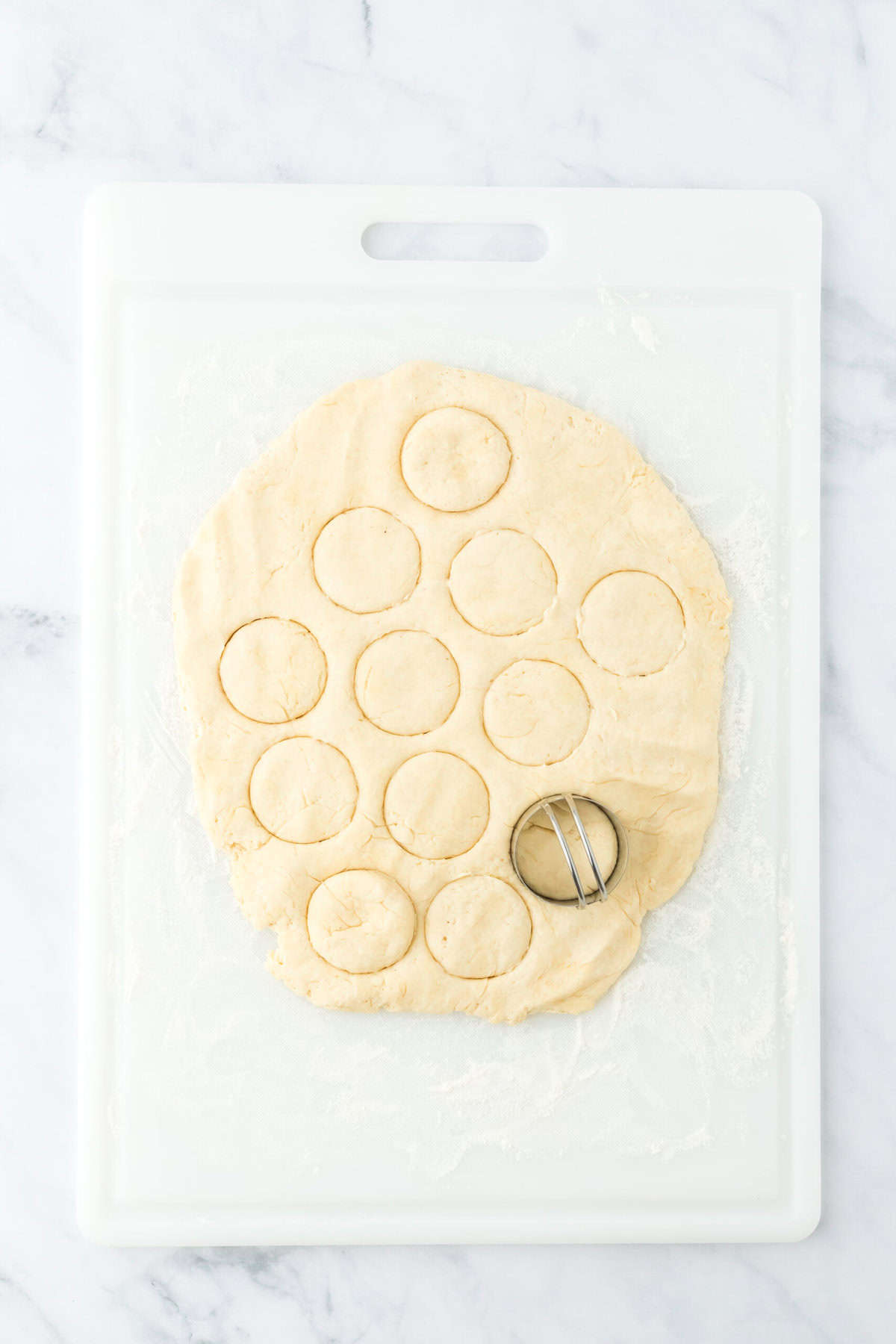 Old fashioned angel biscuit dough rolled out and being cut with round cutter on white board