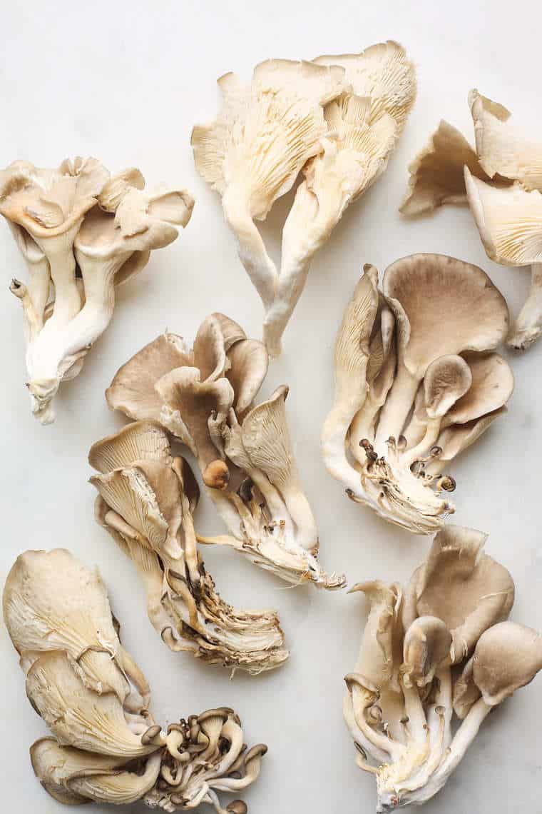 Oyster mushrooms on a white background