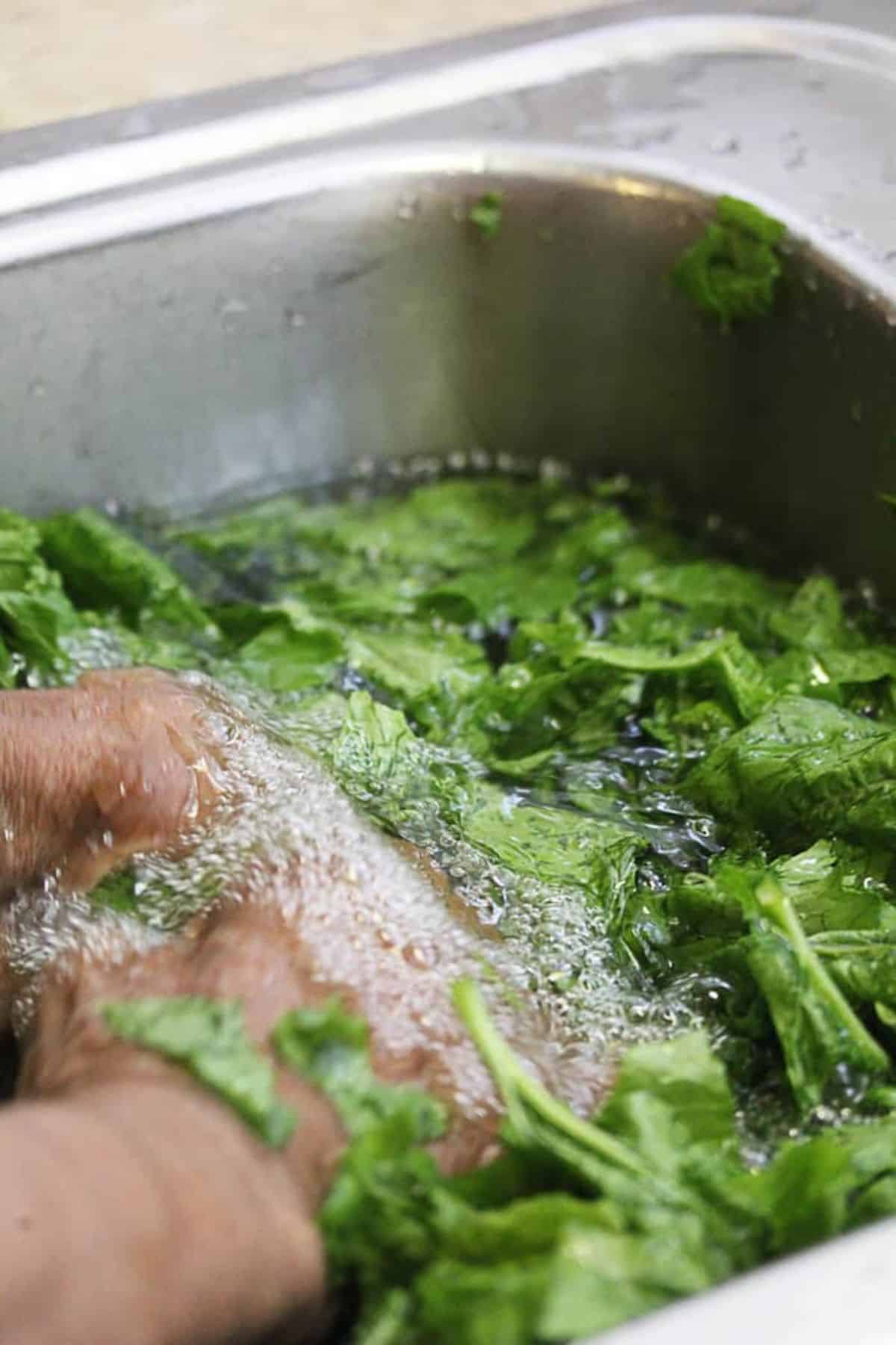 Hands washing collard greens in a sink filled with water